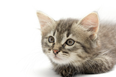 Similar image 225739