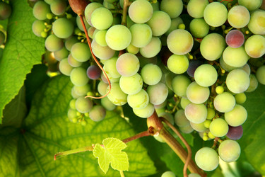 Similar image 225877