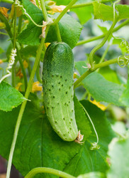 Similar image 225885