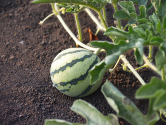 Similar image 225949