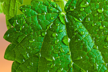 Similar image 225981