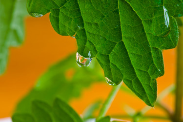 Similar image 225982