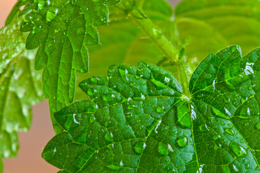 Similar image 225983