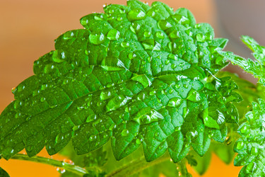 Similar image 225984