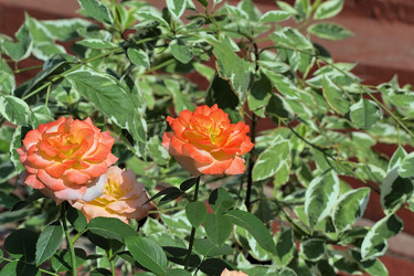 Similar image 225989