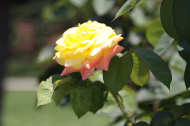 Similar image 226019