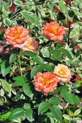 Similar image 226110