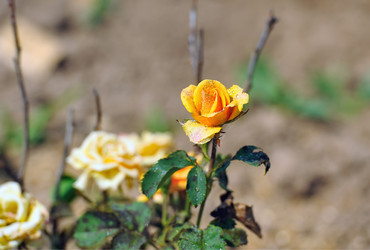 Similar image 226111