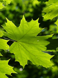 Similar image 226135