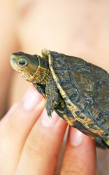 Similar image 226149