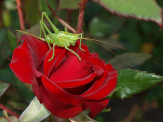 Similar image 226433