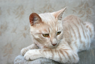 Similar image 226441