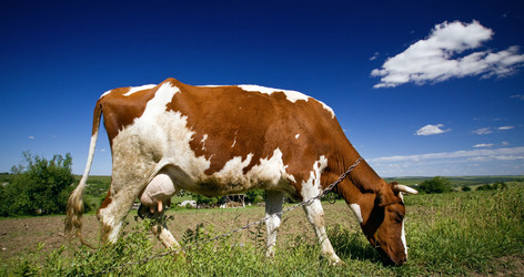 Similar image 226446