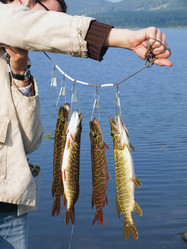 Similar image 226454