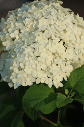 Similar image 226473