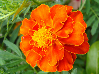 Similar image 226476