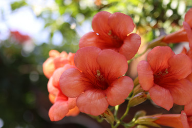 Similar image 226485