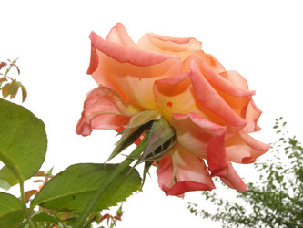 Similar image 226532