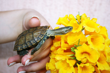 Similar image 226552