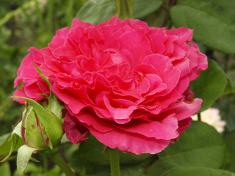 Similar image 226575