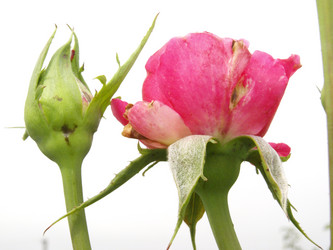 Similar image 226580