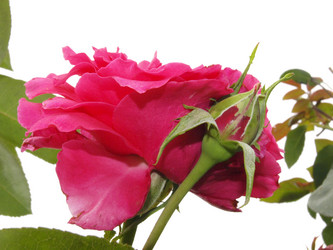 Similar image 226586