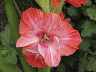 Similar image 226597