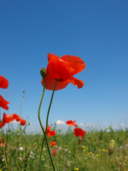 Similar image 226621