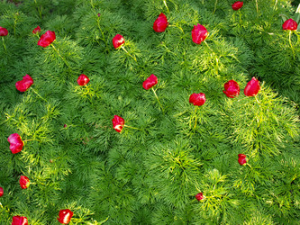 Similar image 226625