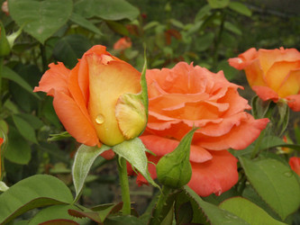 Similar image 226819