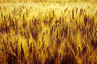 Similar image 226977