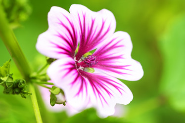 Similar image 227270