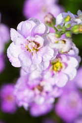 Similar image 227271