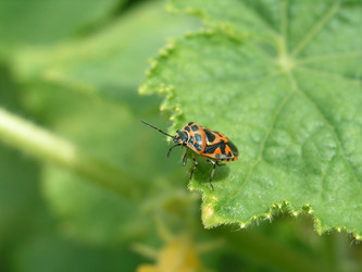 Similar image 227454