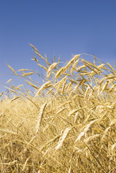 Similar image 227511