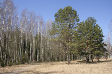 Similar image 227605