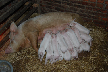 Similar image 227659