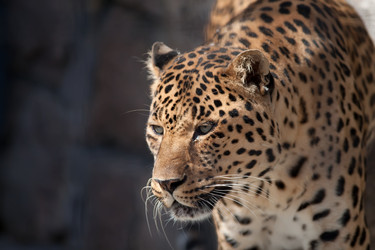 Similar image 227728