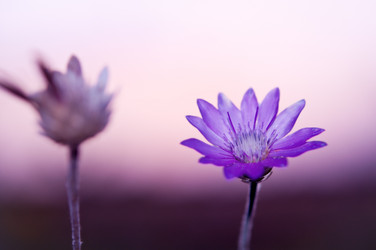 Similar image 227745