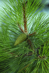 Similar image 227842