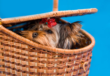 Similar image 228289