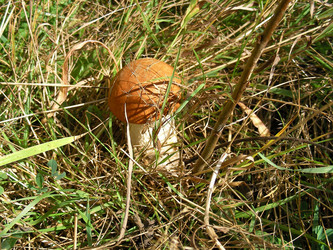 Similar image 228819