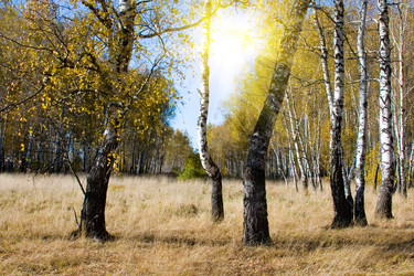 Similar image 228823