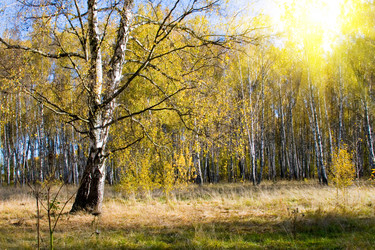 Similar image 228824