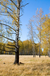 Similar image 228825