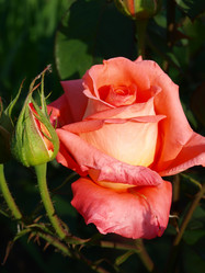 Similar image 228860