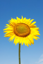 Similar image 228991