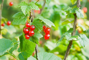 Similar image 229020