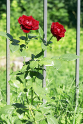 Similar image 229068