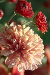 Similar image 229125